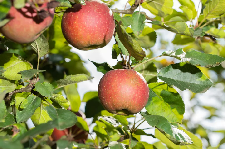 Apfelbäume richtig pflanzen und pflegen – so klappt es - Grönfingers  Rostock Gartenfachmarkt GmbH