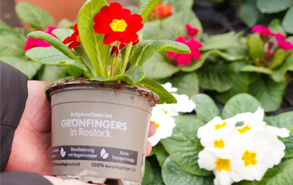 Home Grönfingers Rostock Gartenfachmarkt GmbH