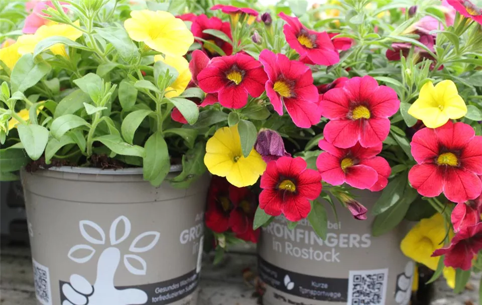 Home Grönfingers Rostock Gartenfachmarkt GmbH