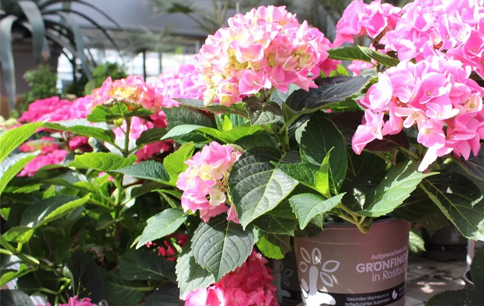 Home Grönfingers Rostock Gartenfachmarkt GmbH