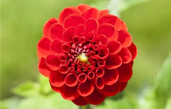 Dahlien – Blütenzauber im Sommer Dahlien – Blütenzauber im Sommer