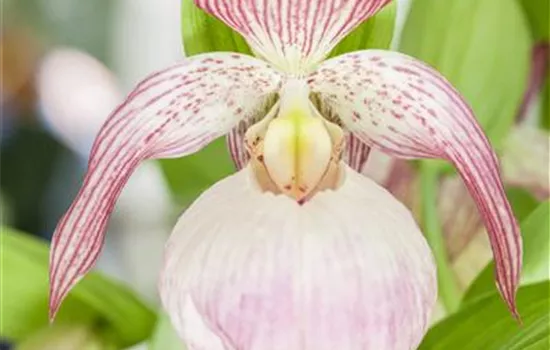 Orchideen im Garten Orchideen im Garten