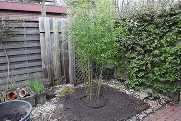 Bambus - Einpflanzen im Garten