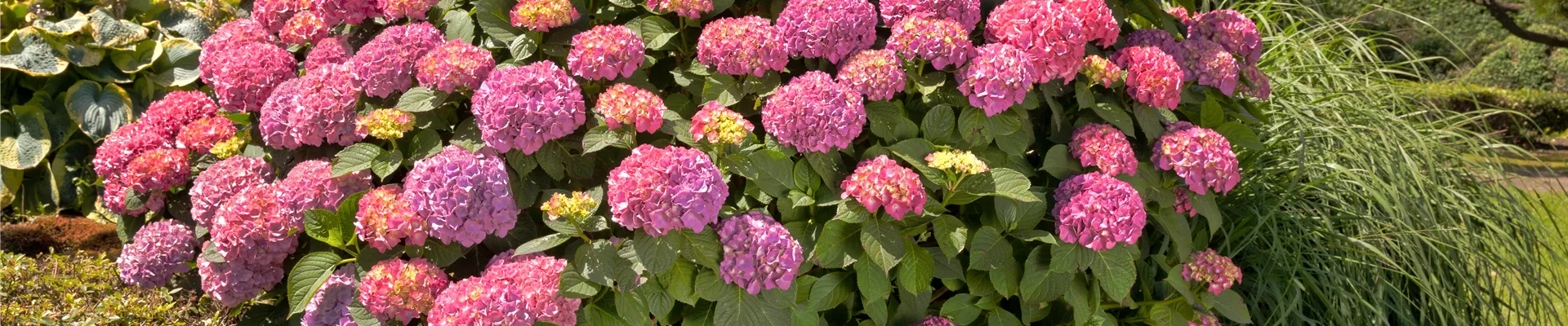 GS498528.jpg