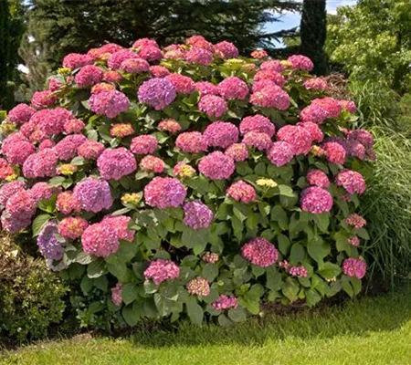 Die Schönheit vom Land – die Bauern-Hortensie