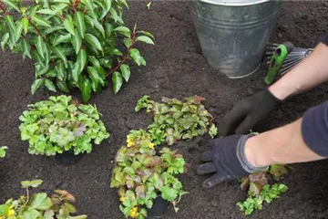 Golderdbeere - Einpflanzen im Garten