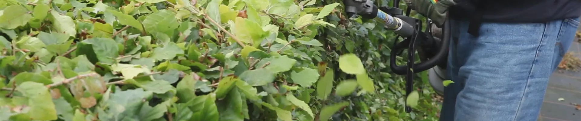 Hecke - Zurückschneiden(thumbnail).jpg Hecke - Zurückschneiden(thumbnail).jpg