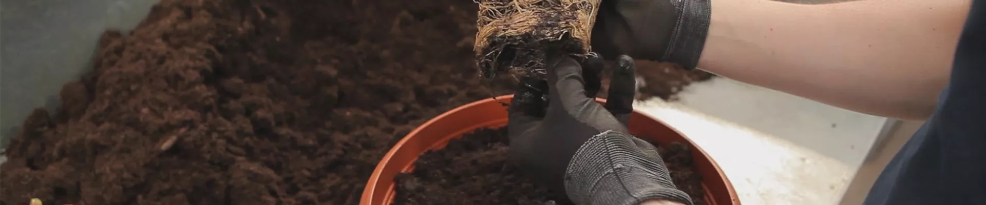 Geranien - Einpflanzen in ein Gefäß (thumbnail).jpg