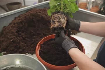 Geranien - Einpflanzen in ein Gefäß