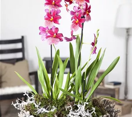 Dicke Luft? Kein Problem mit den richtigen Pflanzen!