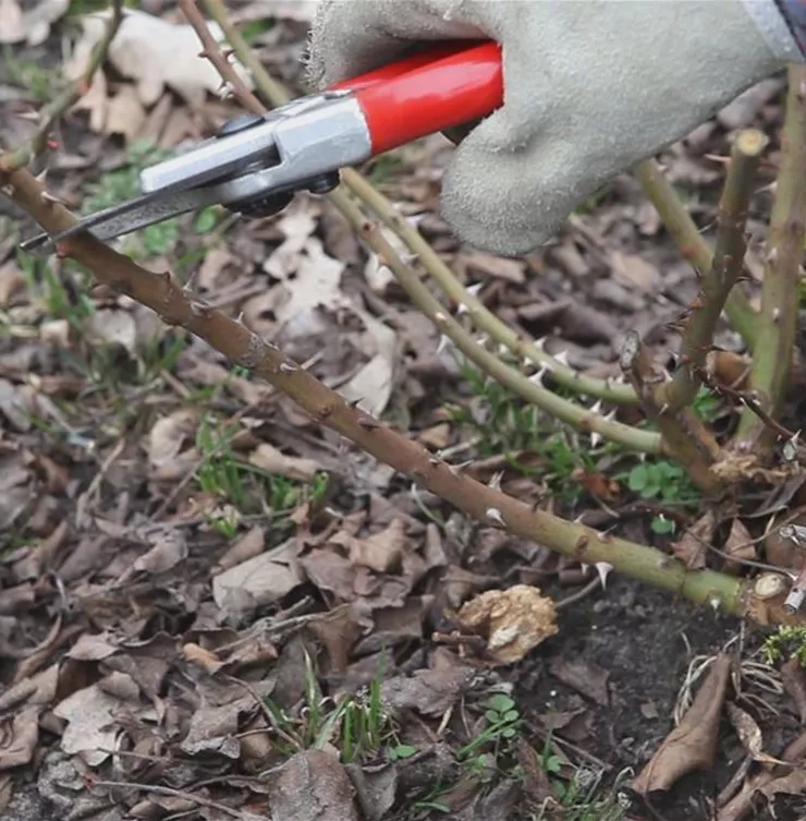 Beetrosen - Zurückschneiden im Frühling
