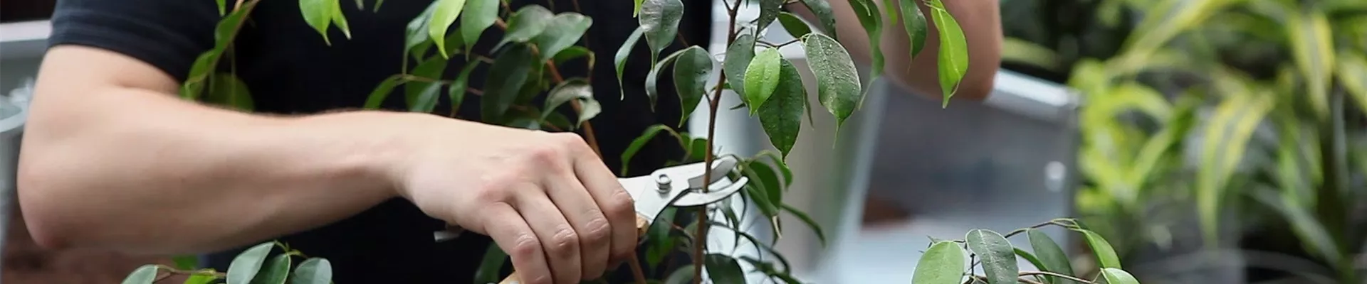 Birkenfeige - Zurückschneiden und Pflegen (thumbnail).jpg Birkenfeige - Zurückschneiden und Pflegen (thumbnail).jpg