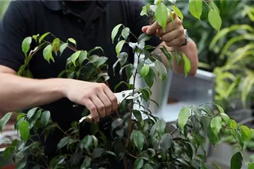 Birkenfeige - Zurückschneiden