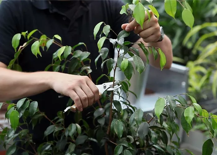 Birkenfeige - Zurückschneiden