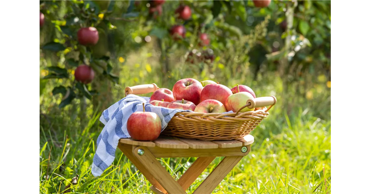 APFELTAGE Grönfingers Rostock Gartenfachmarkt GmbH