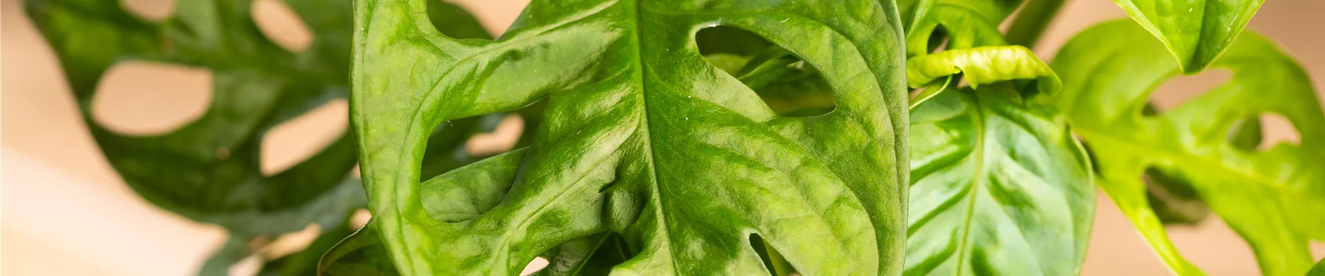 GS650809.jpg GS650809.jpg