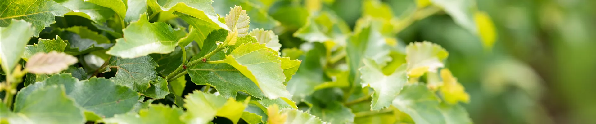 GS649271.jpg GS649271.jpg