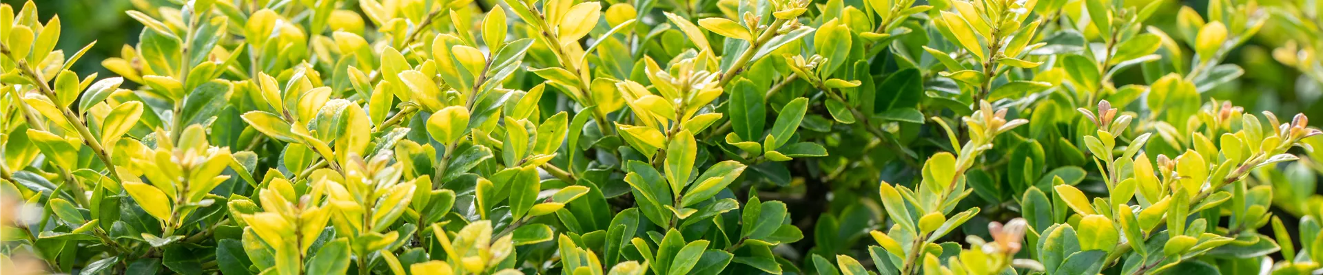 GS649141.jpg GS649141.jpg