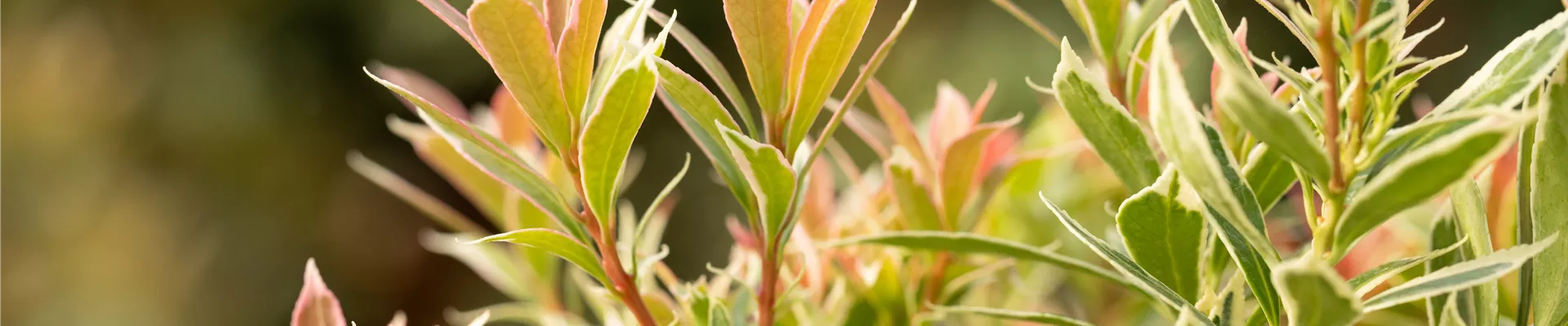 GS649663.jpg GS649663.jpg