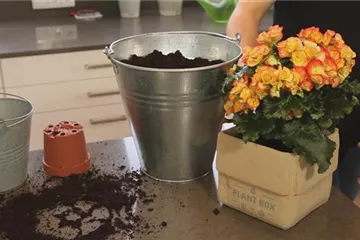 Begonie - Einpflanzen in ein Gefäß