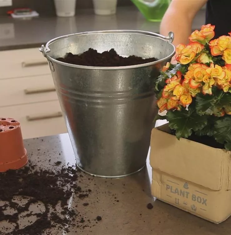 Begonie - Einpflanzen in ein Gefäß