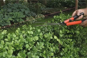 Buchsbaum - Heckenförmig zurückschneiden