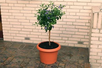 Enzianstrauch - Umtopfen