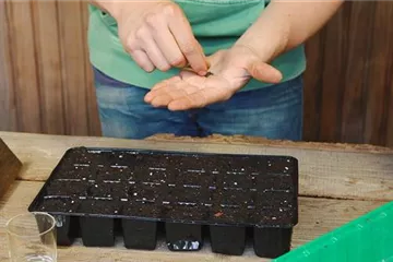 Sonnenhut - Aussäen von Samen