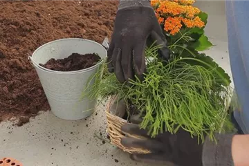 Kalanchoe - Einpflanzen in ein Gefäß