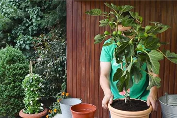 Feige - Einpflanzen in ein Gefäß