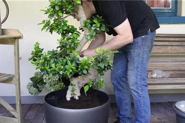 Ficus Ginseng - Umtopfen