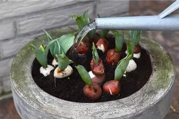Tulpen - Einpflanzen in ein Gefäß