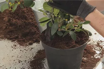 Mistelfeige - Umtopfen