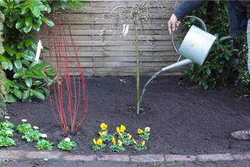 Hängekätzchenweide - Einpflanzen im Garten