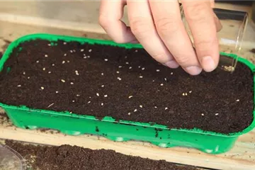 Cherrytomaten - Aussäen von Samen