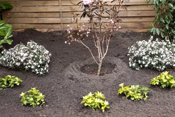 Rosmarinheide - Einpflanzen im Garten