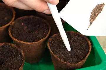 Flammenblume - Aussäen von Samen