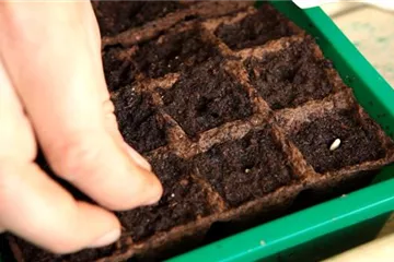 Artischocken - Aussäen von Samen