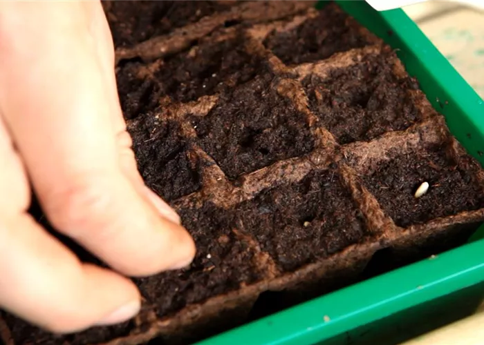 Artischocken - Aussäen von Samen