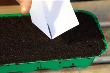 Farnblättriger Lavendel - Aussäen von Samen