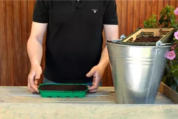 Fingerhut - Aussäen von Samen