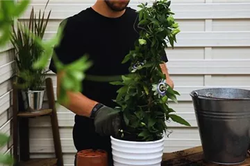 Passionsblume - Einpflanzen in ein Gefäß