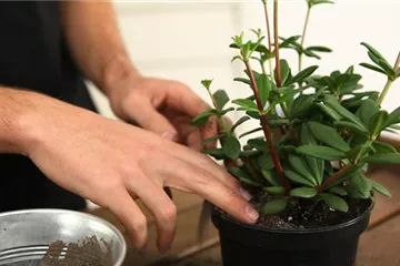 Peperomie - Umtopfen