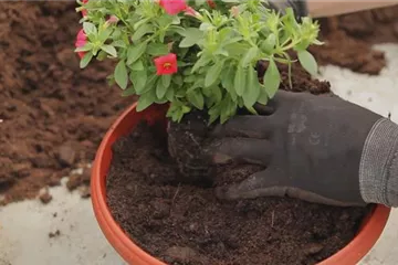 Zauberglöckchen - Einpflanzen in ein Gefäß
