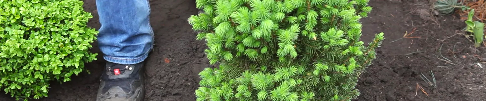 Zuckerhutfichte - Einpflanzen im Garten (thumbnail).jpg