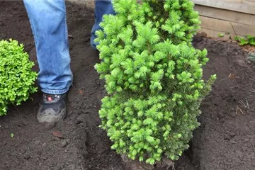 Zuckerhutfichte - Einpflanzen im Garten