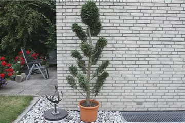 Zypresse - Einpflanzen im Garten Zypresse - Einpflanzen im Garten