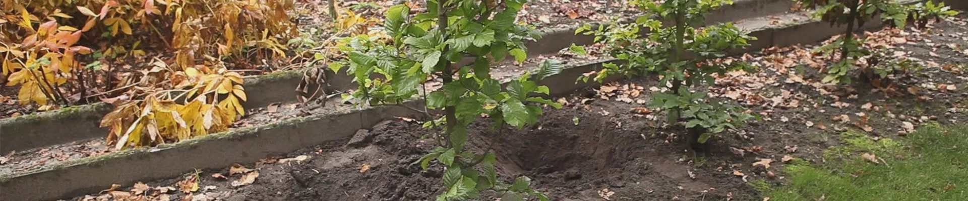 Rotbuche - Umpflanzen (thumbnail).jpg Rotbuche - Umpflanzen (thumbnail).jpg