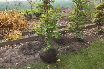 Rotbuche - Umpflanzen Rotbuche - Umpflanzen