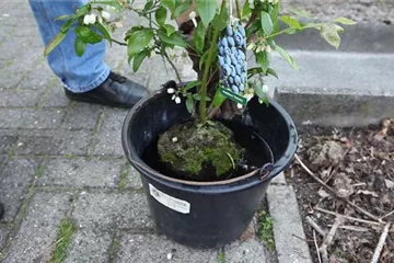 Heidelbeeren - Einpflanzen im Garten